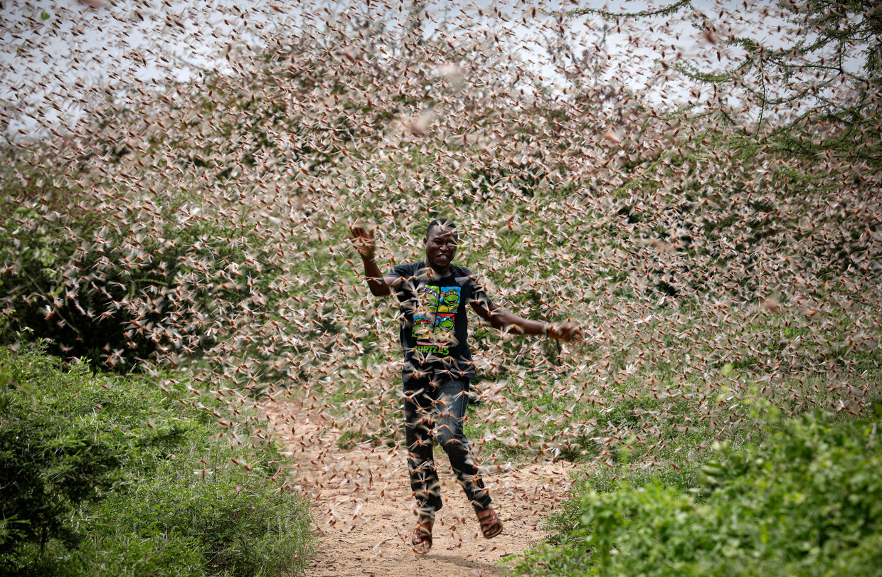Een boer rent door een enorme zwerm sprinkhanen op zijn land ten oosten van Nairobi, Kenia, in 2020.