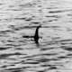 Marokkaanse fossielen tonen aan dat er echt een ‘monster’ kon leven in Loch Ness