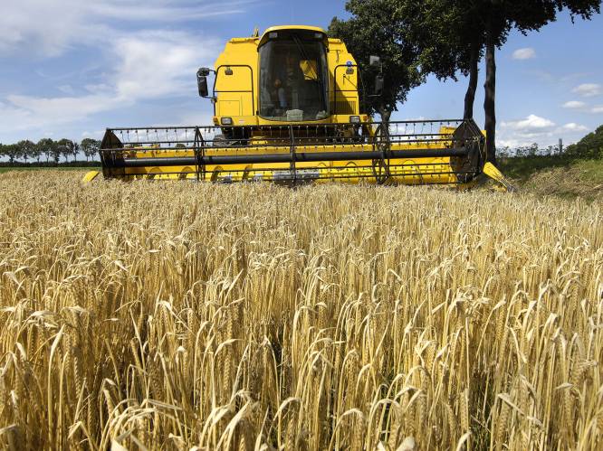 Winkelkar 12% duurder, maar internationale graanprijs is gedaald: lichtpuntje aan einde van de tunnel?