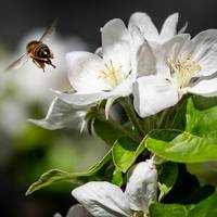 Pollenseizoen duurt tot twee weken langer dan in jaren 90 door klimaatopwarming, blijkt uit onderzoek