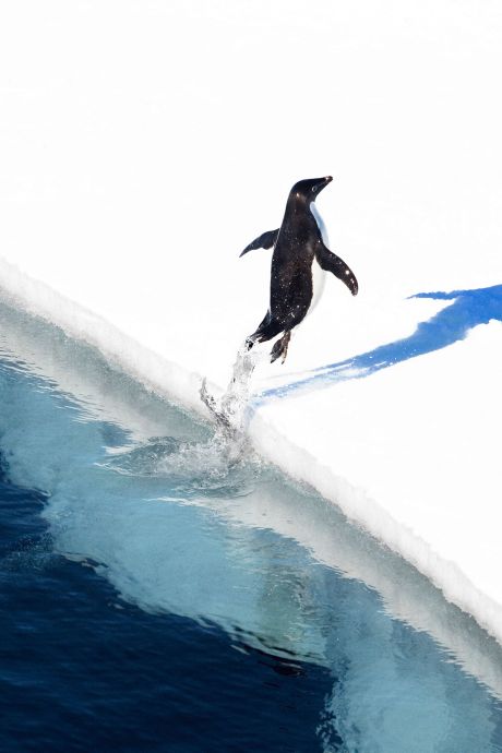 Accord historique pour créer le plus grand sanctuaire marin en Antarctique