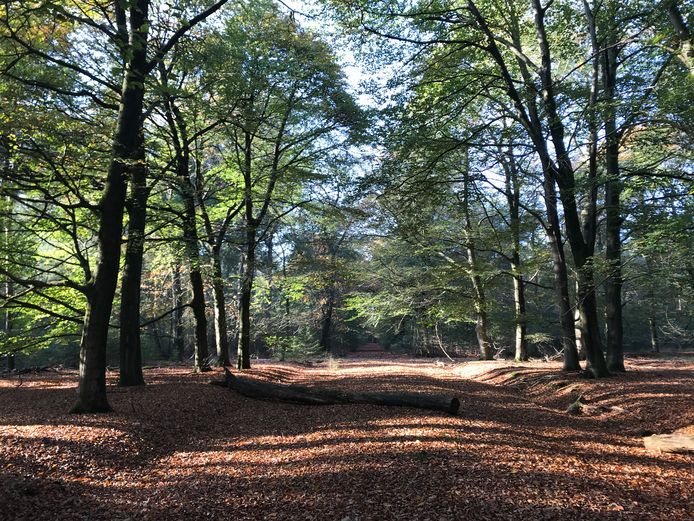 Natuurgebied De Stippelberg in Milheeze.