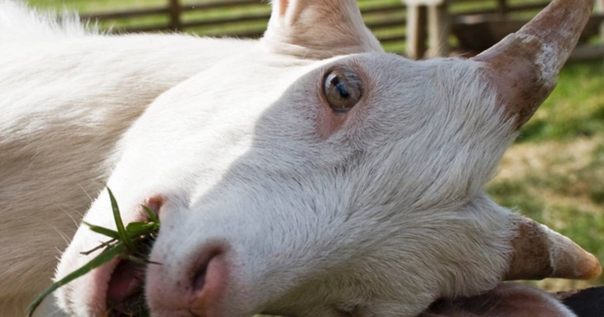 Eigenaar aanhanger weet niets van geiten