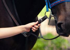 “Toen ik een paard kocht, greep mijn zus in”