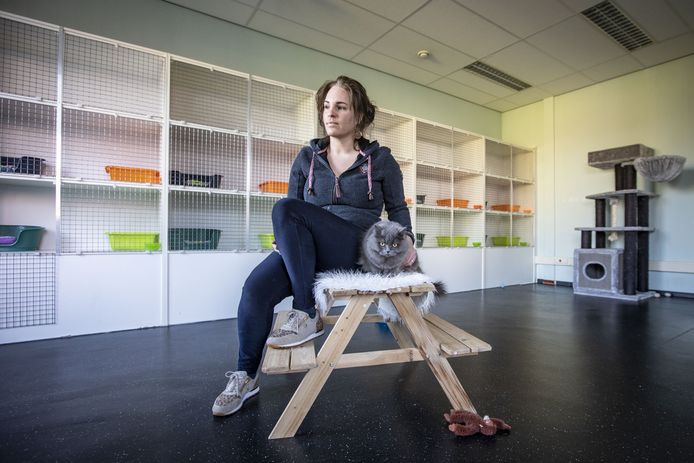 Normaal zit het kattenhotel van Margreet Oude Avenhuis (35) uit Weerselo helemaal vol. Nu heeft ze maar één logé: Misty, een Britse Langhaar.