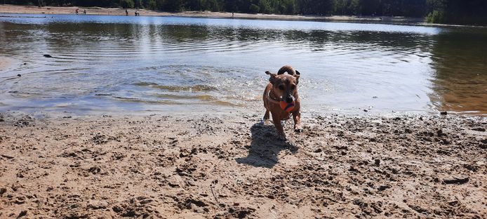 Een jackrusselterriër haalt een balletje uit het water van het Klompven in Herperduin.