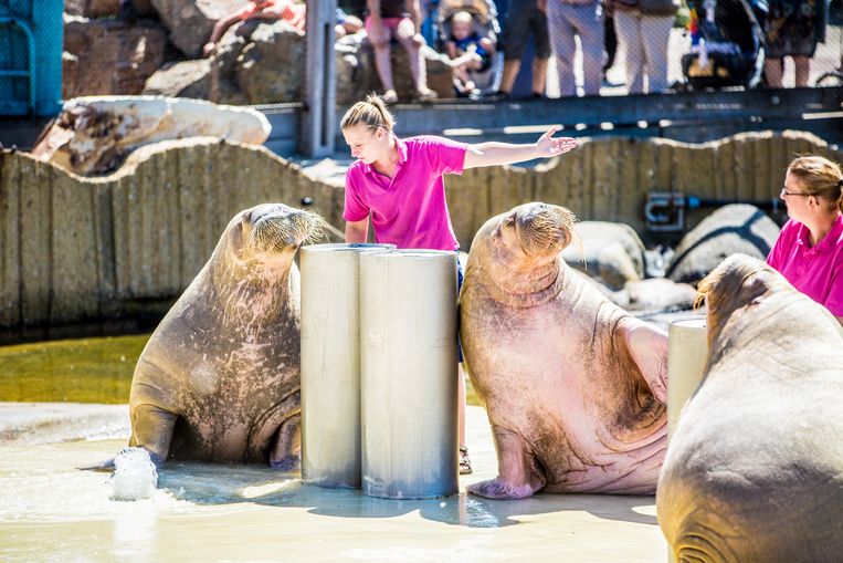 Walrussenshow in het Dolfinarium. Beeld Hollandse Hoogte, Rob Voss
