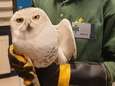 Ontsnapte sneeuwuil kan niet terug naar oude verblijf in DierenPark: ‘De anderen herkennen hem niet meer’