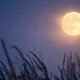 De volle maan van 27 februari staat in Maagd: dit betekent het voor jou