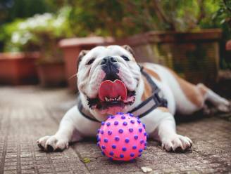 Zo herken én voorkom je oververhitting bij dieren: "Bulldogs raken sneller oververhit dan andere honden”