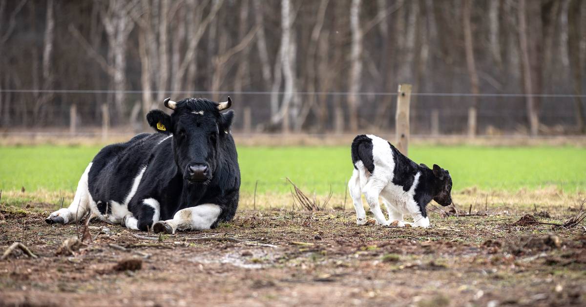Zeldzame heidekoe op Manderheide krijgt kalfje, maar niemand wist dat ze drachtig was: ‘Dit is een g