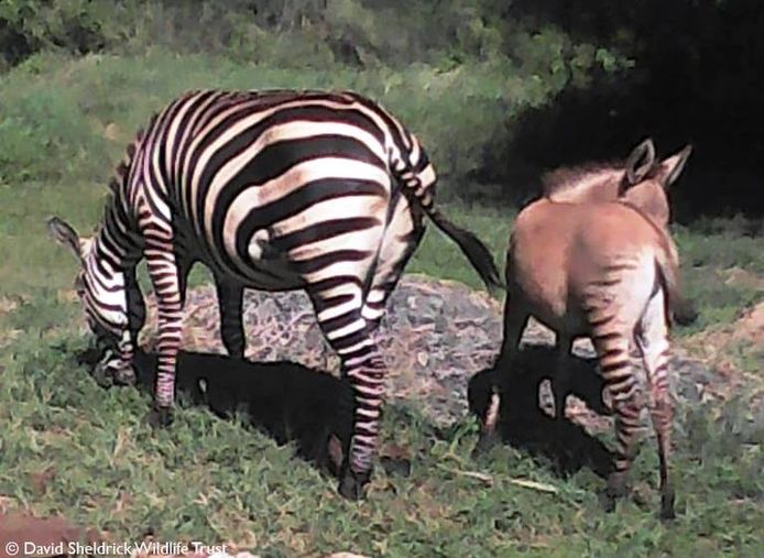 De zonkey is een kruising tussen een zebra en een ezel (donkey in het Engels).