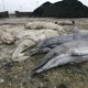 Al zevenhonderd dode dolfijnen aangespoeld op Franse kust