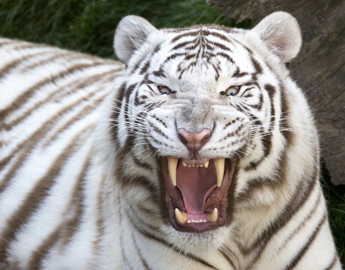 Een witte tijger in een ander dierenpark.