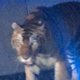 Woonwijk wordt opgeschrikt door loslopende tijger Suzy