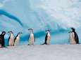 Aanpassing aan klimaatverandering valt pinguïns zwaar