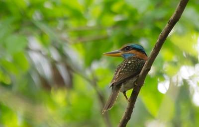 Lezing over vogels van de Filipijnen