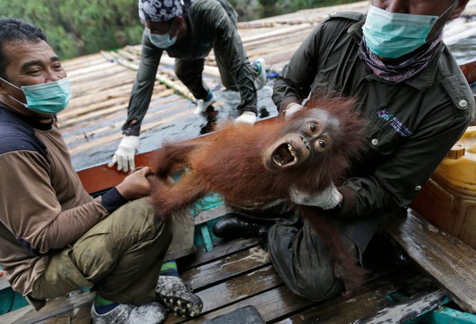 Medewerkers van de Orangutan Survival Foundation hebben een babyaap gered tijdens bosbranden in zuidelijk Borneo. Ook hier wordt het leefgebied van orang-oetans platgebrand ten behoeve van palmolieplantages.