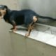 Dit hondje is een ster in achteruit lopen!