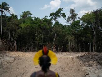 Ontbossing Amazonewoud in Brazilië gaat in sneltempo verder