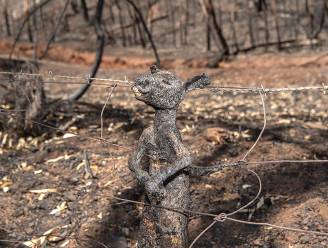 Foto zwartgeblakerd kangoeroejong schokt wereld: “Dit is de bikkelharde realiteit”