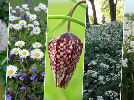 Welke vindt u de mooiste? Deze vijf bloemen vechten om nationale titel
