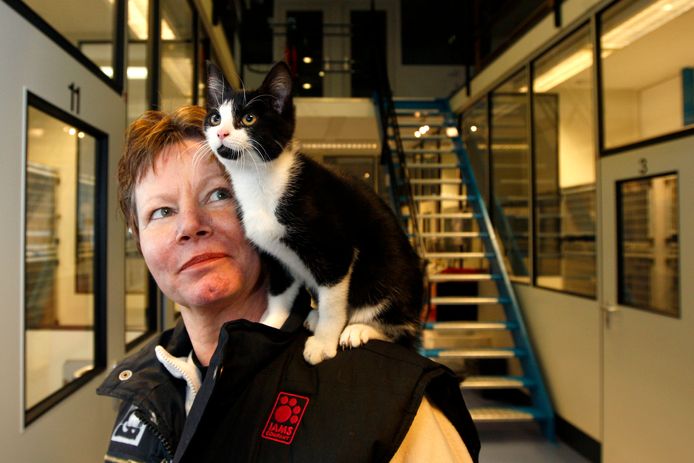 Gratis katten chippen Rotterdam: 'Het is een kleine moeite het scheelt zoveel verdriet' | Rotterdam | pzc.nl