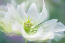 Helleborus orientalis.