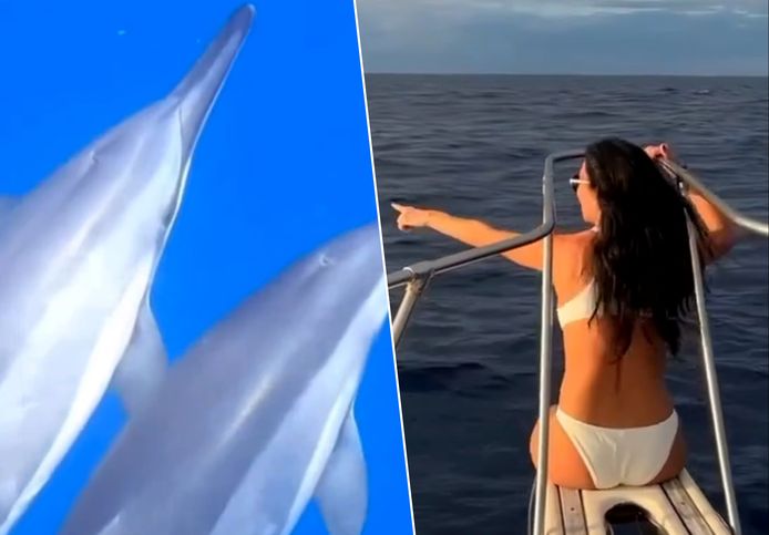 Nicole Scherzinger zwemt tussen de dolfijnen en haaien