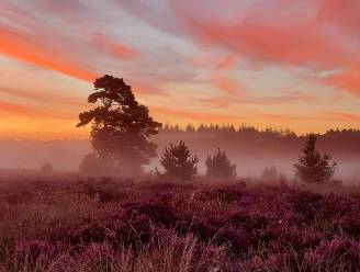 Eerste atlas met álle voetsporen van Vincent van Gogh in Brabant: hier ontstond zijn liefde voor de natuur
