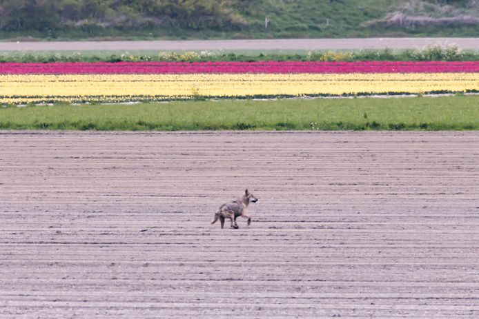 De eerste wolf die in West-Brabant is vastgelegd, in de polders van Dinteloord.