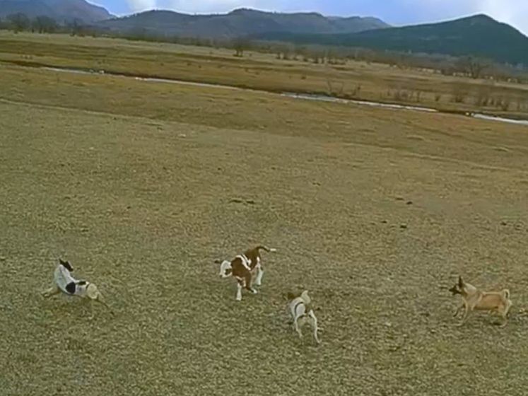 Un agriculteur utilise un drone pour protéger son veau face à une meute de chiens