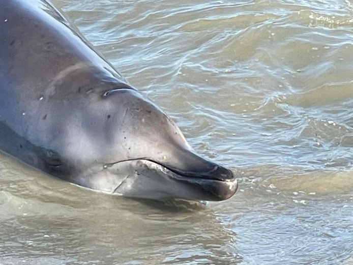 De spitssnuitdolfijn spoelde vanmorgen vroeg aan op ons strand.