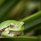Berenhuiden en leguanenvlees: in één maand spoorden inspecteurs duizenden producten van beschermde dieren op