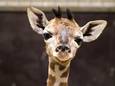 Un girafon est né à Pairi Daiza