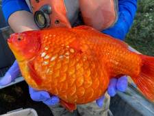 Des poissons rouges géants menacent les bassins d’eaux pluviales au Canada: “Sommes-nous en train de créer des super-envahisseurs?”