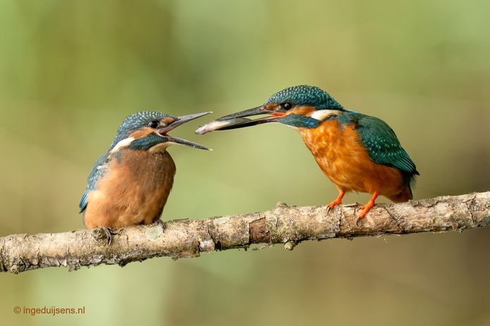 erotisch Bergbeklimmer Snor Veel dieren terug in de natuur kunnen zetten en daar doen we het voor' |  Zundert | bndestem.nl