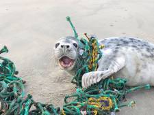 Speciaal team gaat verstrikte zeehonden bevrijden uit netten en ander afval: ‘Beschadigt spieren’