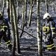 ’Natuurorganisaties vergeten dat ook een bos vlam kan vatten’