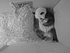 Het gaat goed met babypanda in Rhenen: ‘Hij heeft een opvallend lange staart’