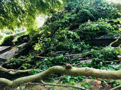 Graven Princenhage beschadigd door afgebroken boomtak: ‘In voorjaar zijn alle bomen gecontroleerd en dan gebeurt dit’