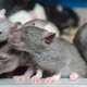 Doorbraak: nieuwe DNA-techniek herstelt zicht van blinde ratten