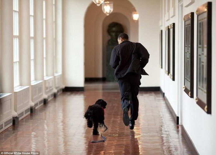 Obama loopt samen met hond Bo door het Witte Huis. De Portugese waterhond was toen, in 2009, 6 maanden oud.