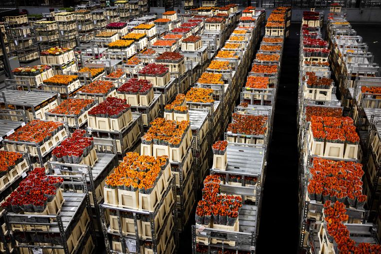 Nederlandse bedrijven leverden vorig jaar veel minder bloemen aan Rusland.  Beeld ANP