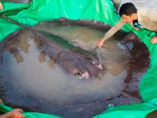 Cambodjaan vangt ‘s werelds grootste zoetwatervis: een vier meter lange pijlstaartrog van 300 kilo