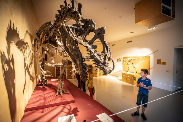 Imposante skeletten van dino’s zijn te zien bij Natura Docet.