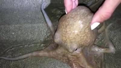 Invasie van octopussen op de stranden van Wales