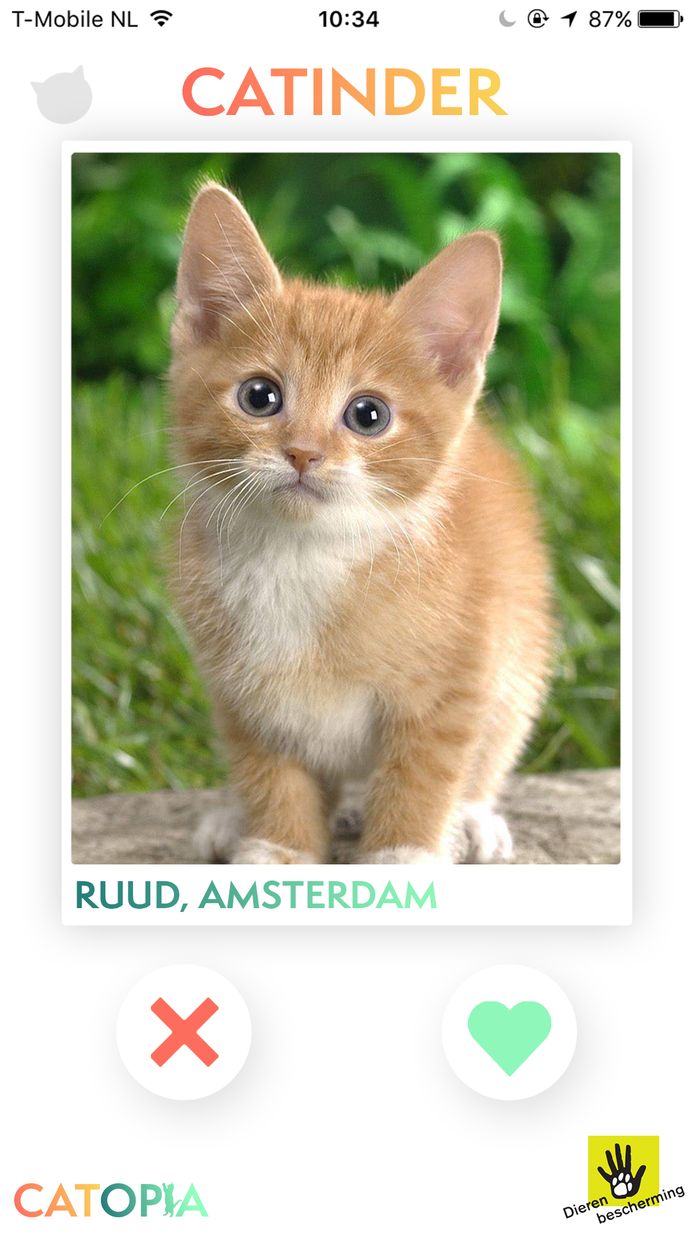 As Gentleman vriendelijk Behandeling Op zoek naar een nieuwe kat? Catinder helpt | Binnenland | AD.nl