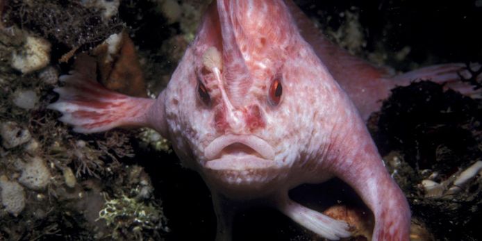 De 'roze handvis' is voor het laatst gespot in 1999 en is nu voor het eerst weer gezien door Australische wetenschappers.