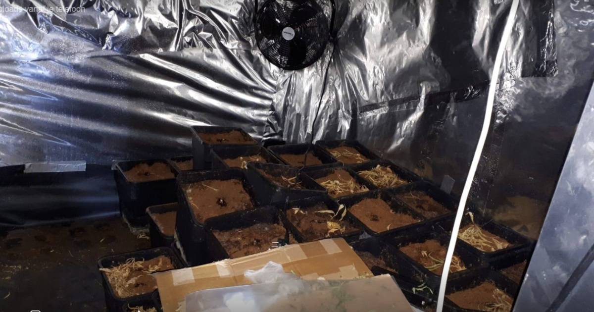 Twee Letse vrouwen opgepakt voor hennepkwekerij in 's-Heerenberg na melding over ruzie - De Gelderla